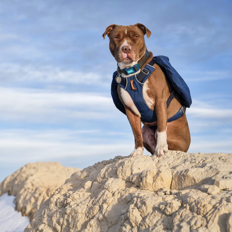 Dog hiking gear