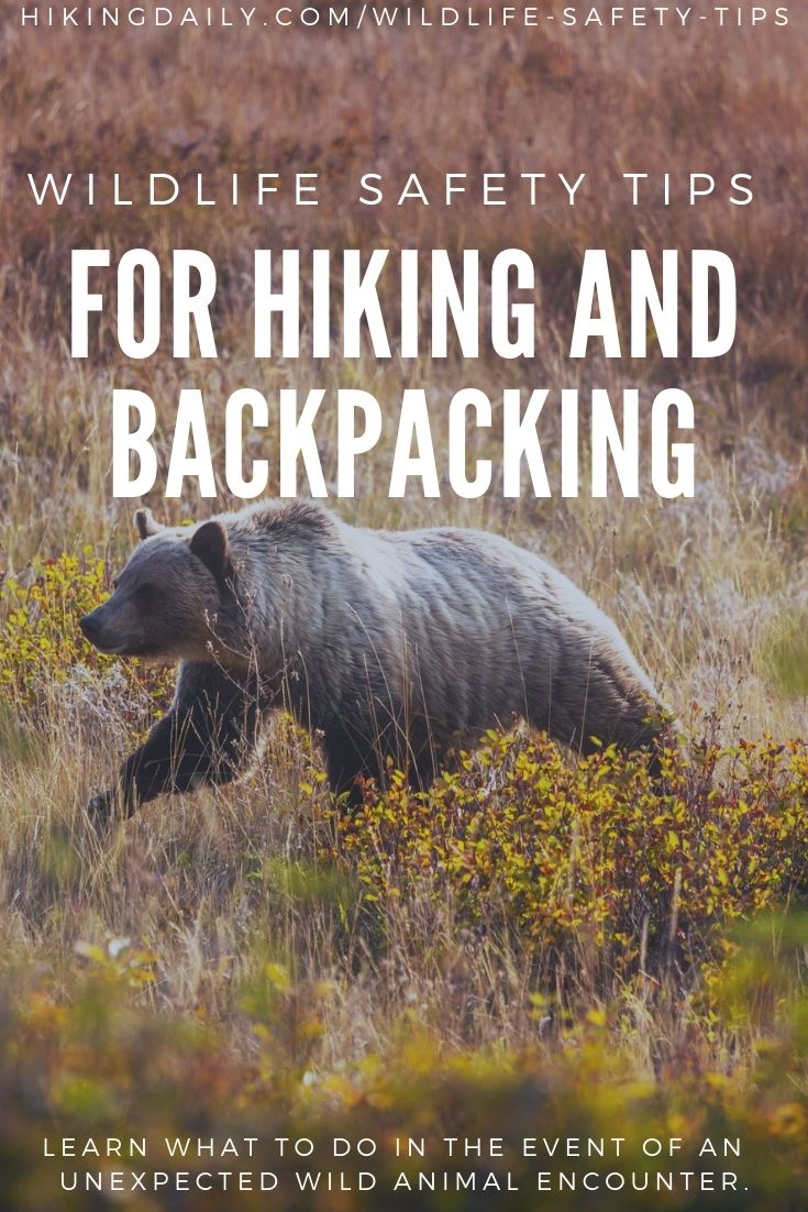 How to protect yourself from wild animals while hiking - wildlife safety and protection tips