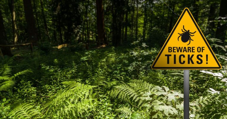 How to Prevent Ticks When Hiking